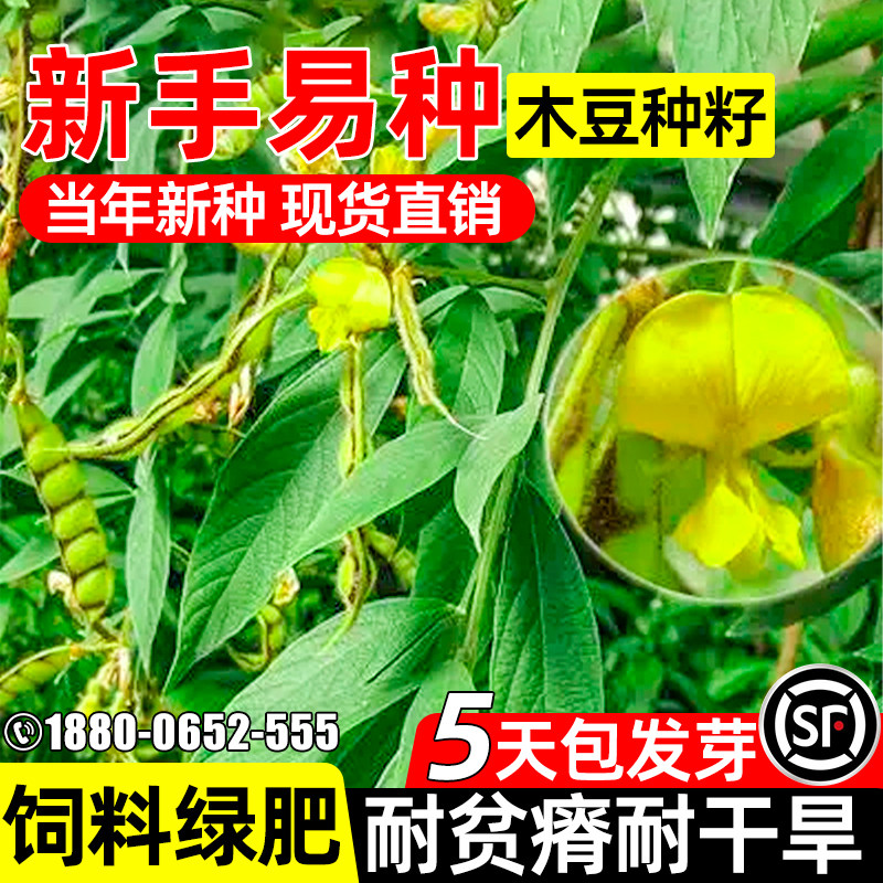 木豆种子多年生四季播种耐干旱