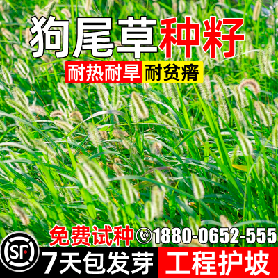 狗尾草四季常青工程护坡绿化