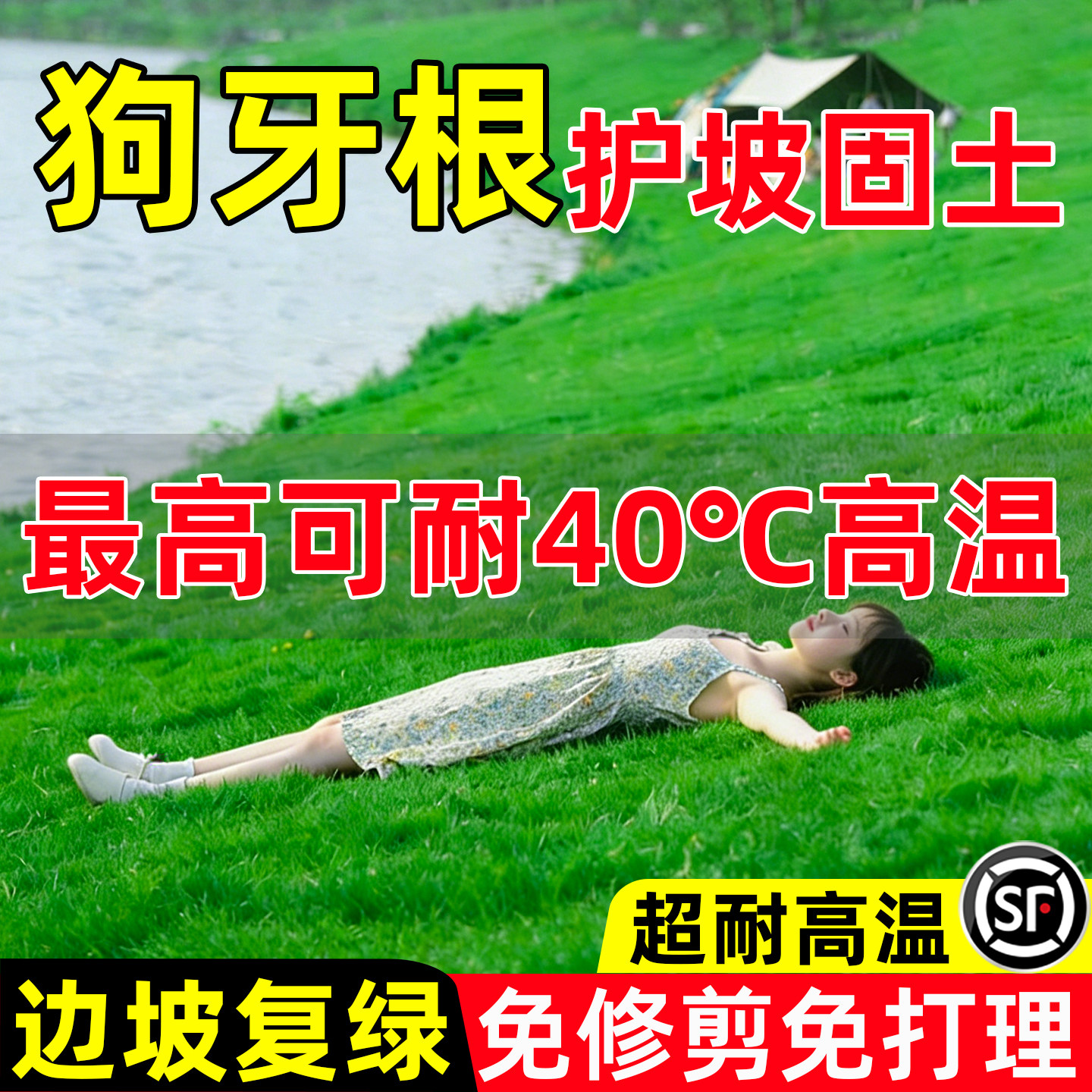 狗牙根草籽护坡固土边坡工程绿化