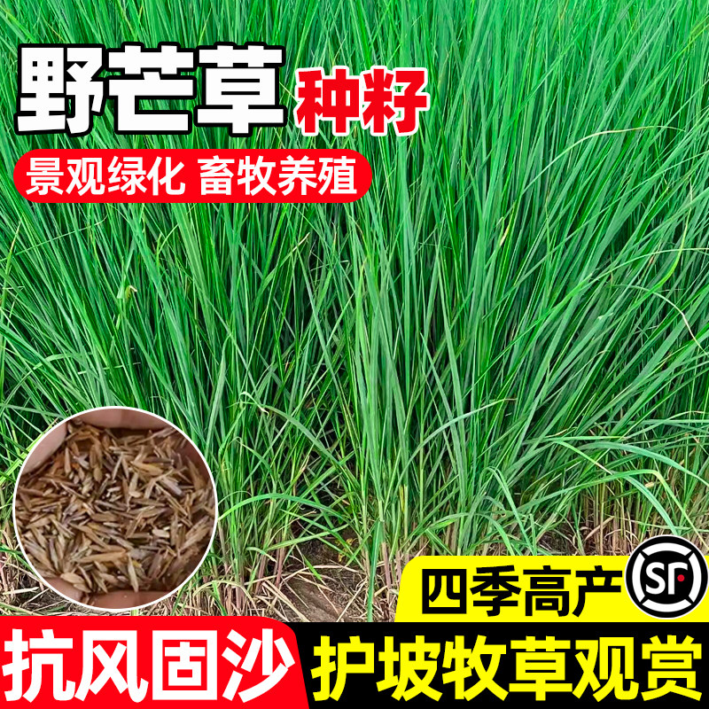 野芒草种子耐寒耐旱护坡固土草籽多年生抗风固沙景观工程绿化种籽