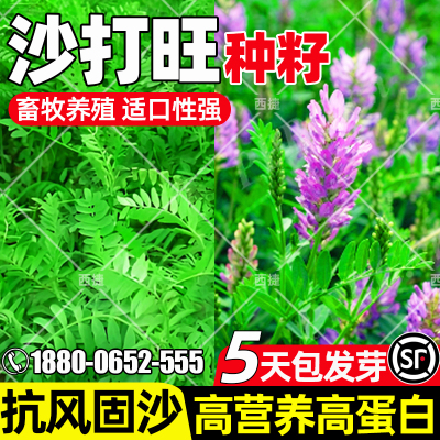 沙打旺高蛋白畜牧养殖防风沙固土