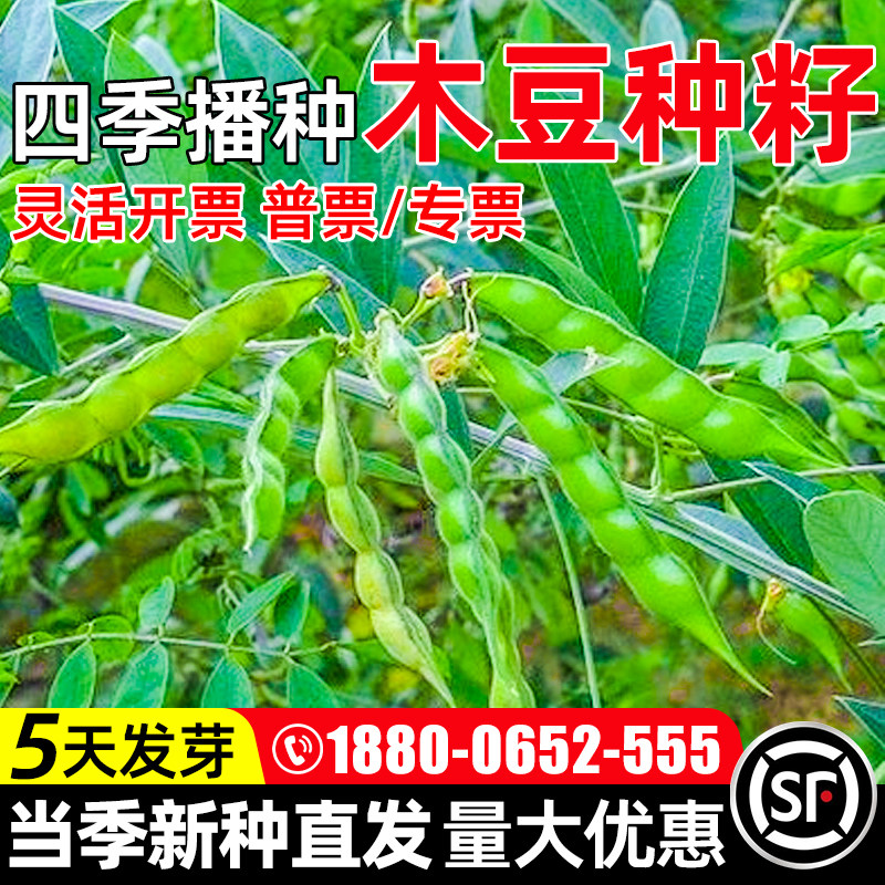 木豆种子护坡固土草籽边坡复绿工程绿化生态修复耐寒耐旱灌木种籽
