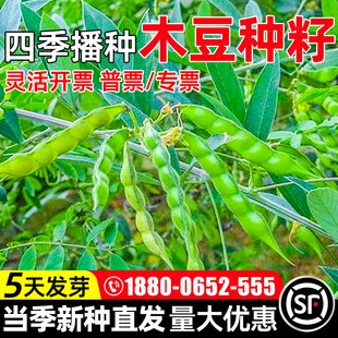 木豆种子护坡固土草籽边坡复绿工程绿化生态修复耐寒耐旱灌木种籽