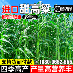 甜高梁种子饲用高蛋白牧草种多年生畜牧养殖四季再生猪牛羊兔种籽