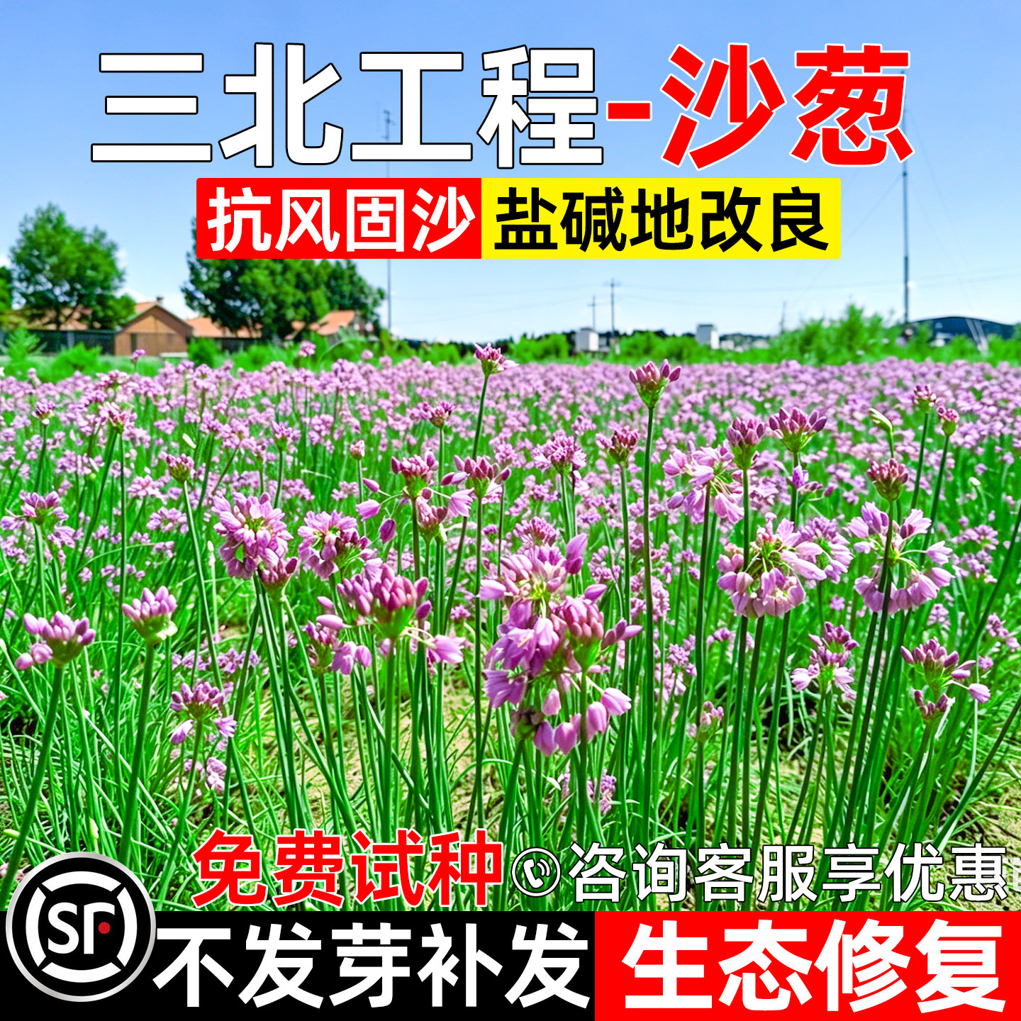 沙葱种子沙漠戈壁绿化防风固沙