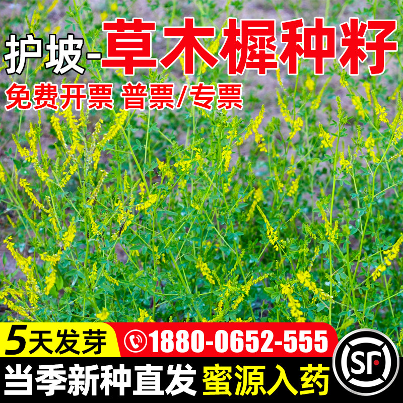 草木樨种子优质牧草耐寒种子蜜源