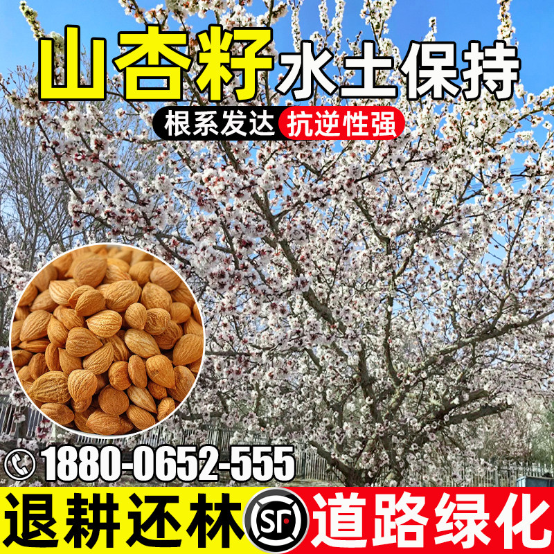 山杏种子耐旱耐贫瘠山杏核公园道路绿化景观打造水土保持灌木种籽
