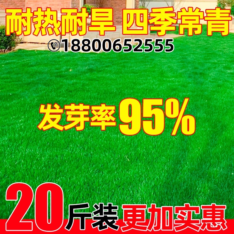 草坪草籽四季常青护坡固土草种子