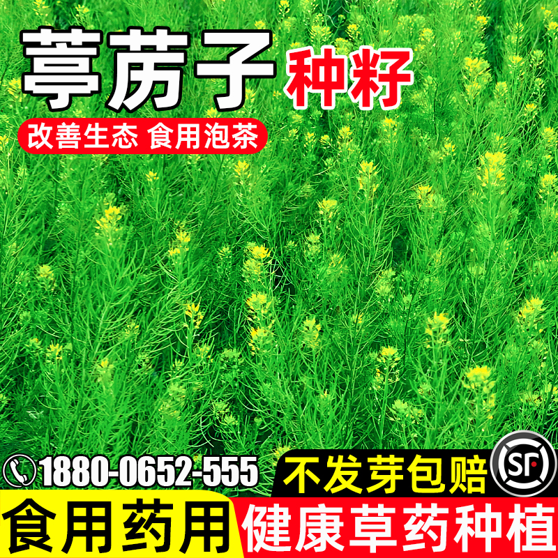 葶苈子四季播种生态改善药食两用