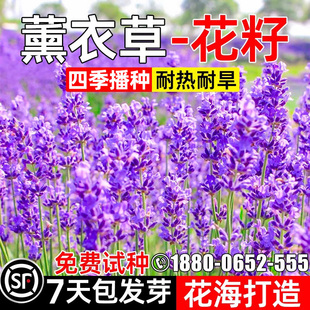 薰衣草花籽四季种植花种籽花海打造耐热耐旱多年生野花组合花种子