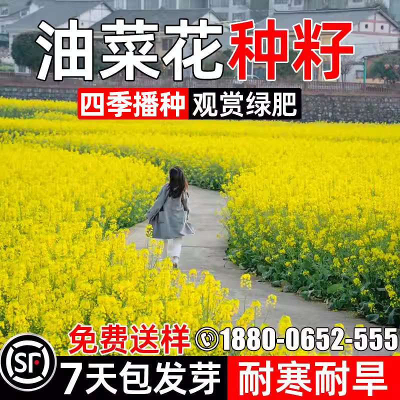 进口油菜花种籽子观赏油菜籽景观打造花海北方耐寒四季播榨油种籽 - 实物图
