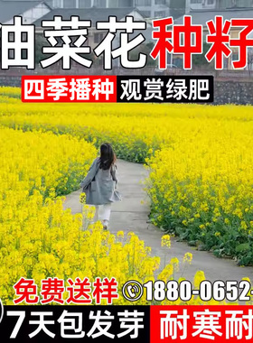 进口油菜花种籽子观赏油菜籽景观打造花海北方耐寒四季播榨油种籽