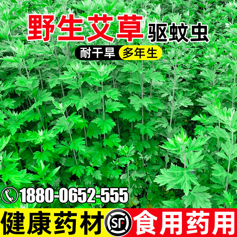 艾草种子野生驱虫可食用药用艾草