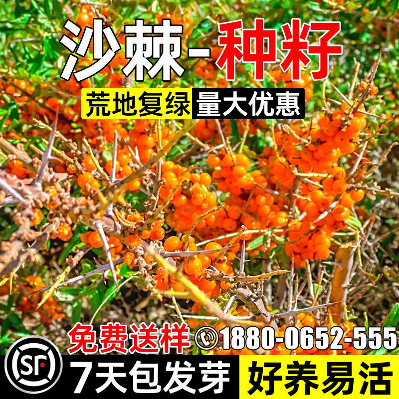 沙棘种子护坡固土草籽耐寒耐旱荒山复绿生态修复耐盐耐碱灌木种籽