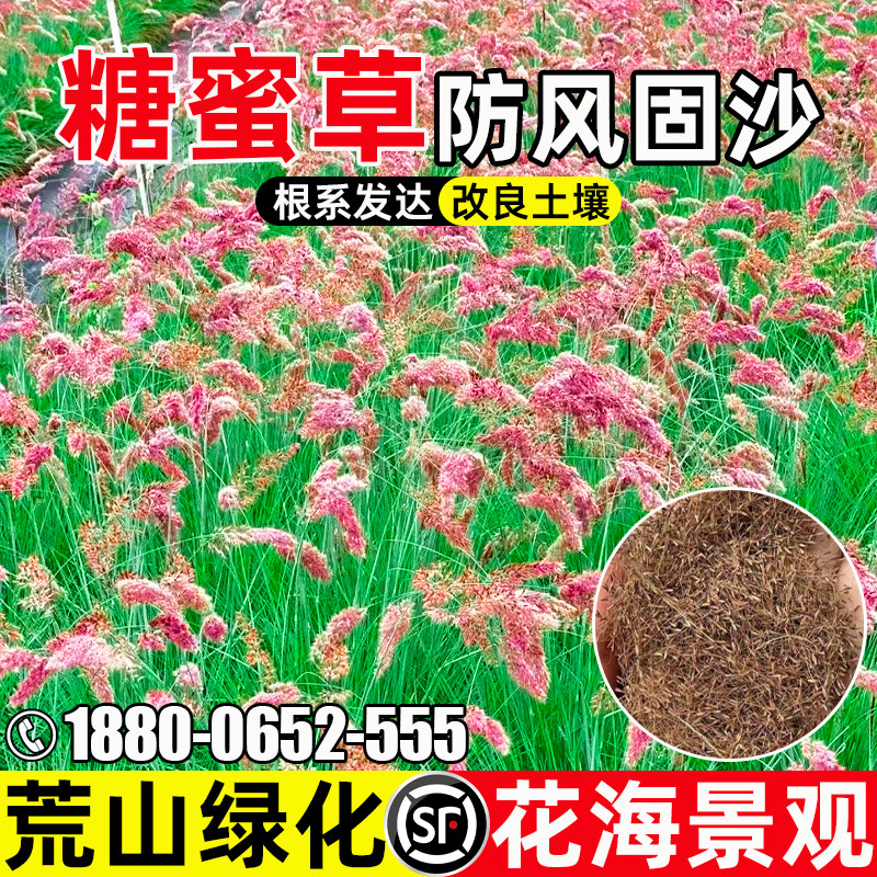糖蜜草种子护坡固土绿化观赏园林绿化草籽多年生畜牧养殖牧草种籽