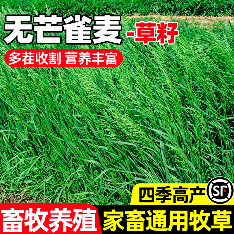 无芒雀麦种子多年生四季高产牧草种籽畜牧养殖多茬收割高蛋白草籽