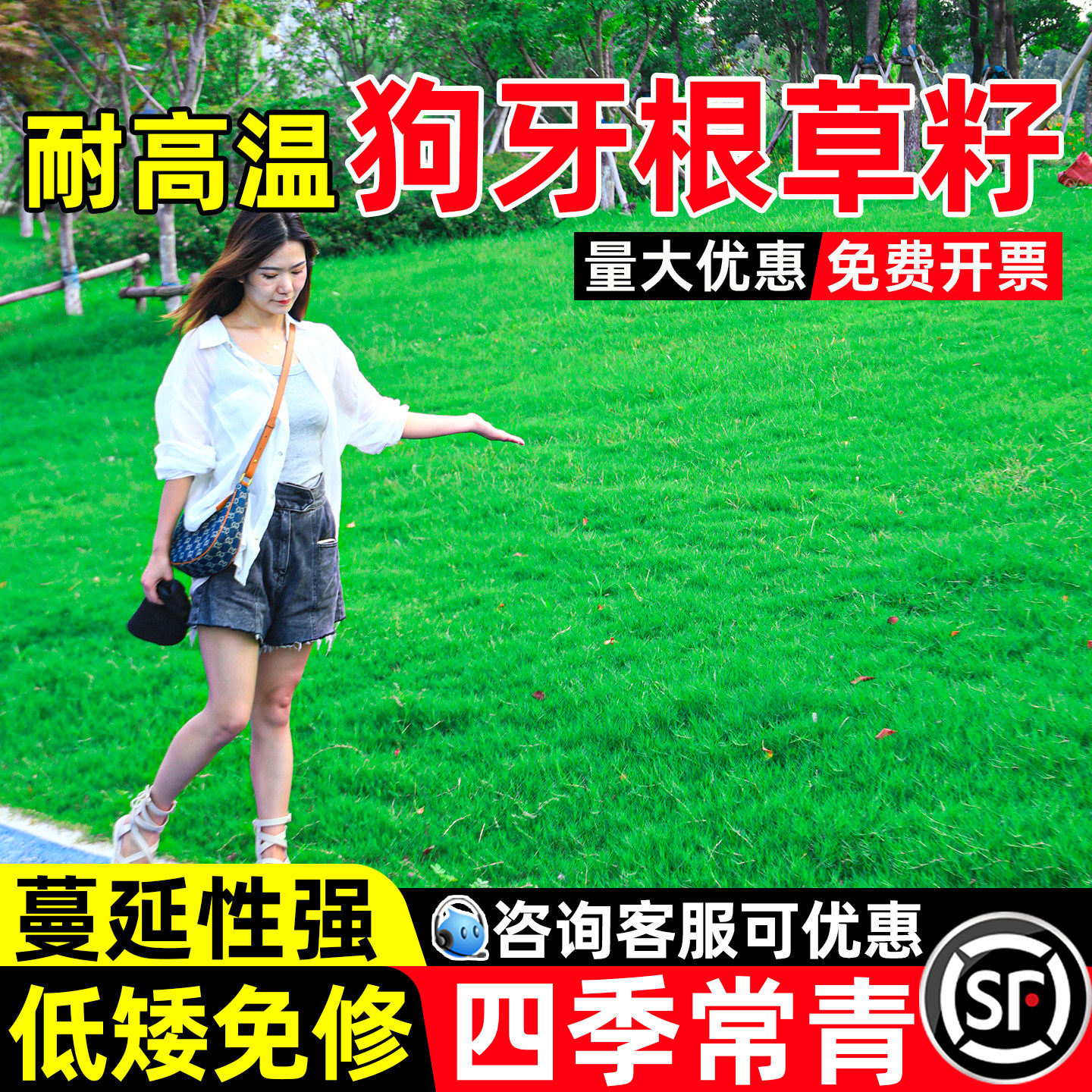 狗牙根草籽公园小区露营矮生绿化