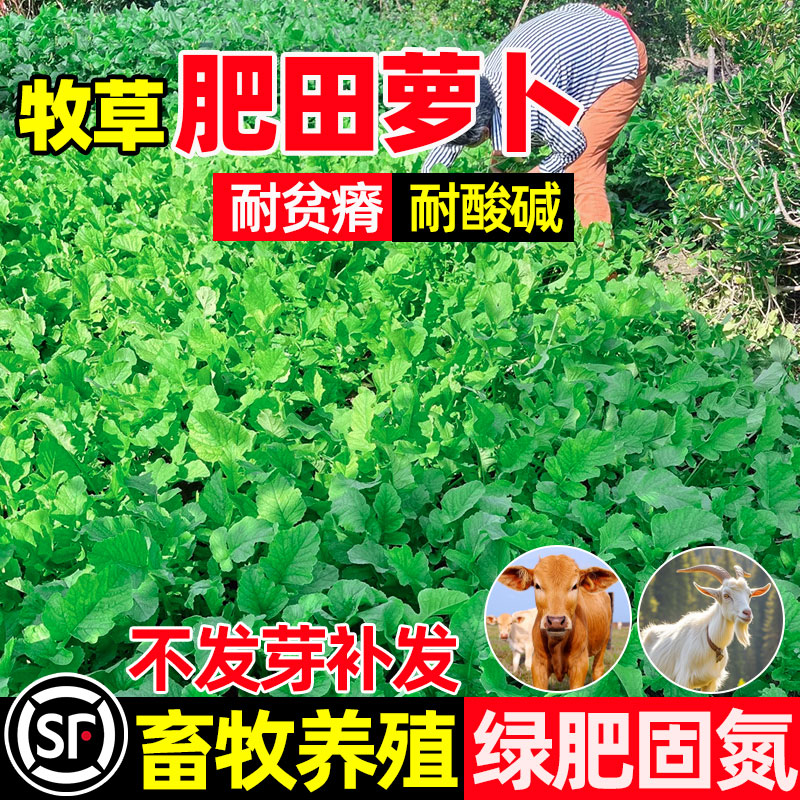肥田萝卜畜牧养殖家畜喜食多年生
