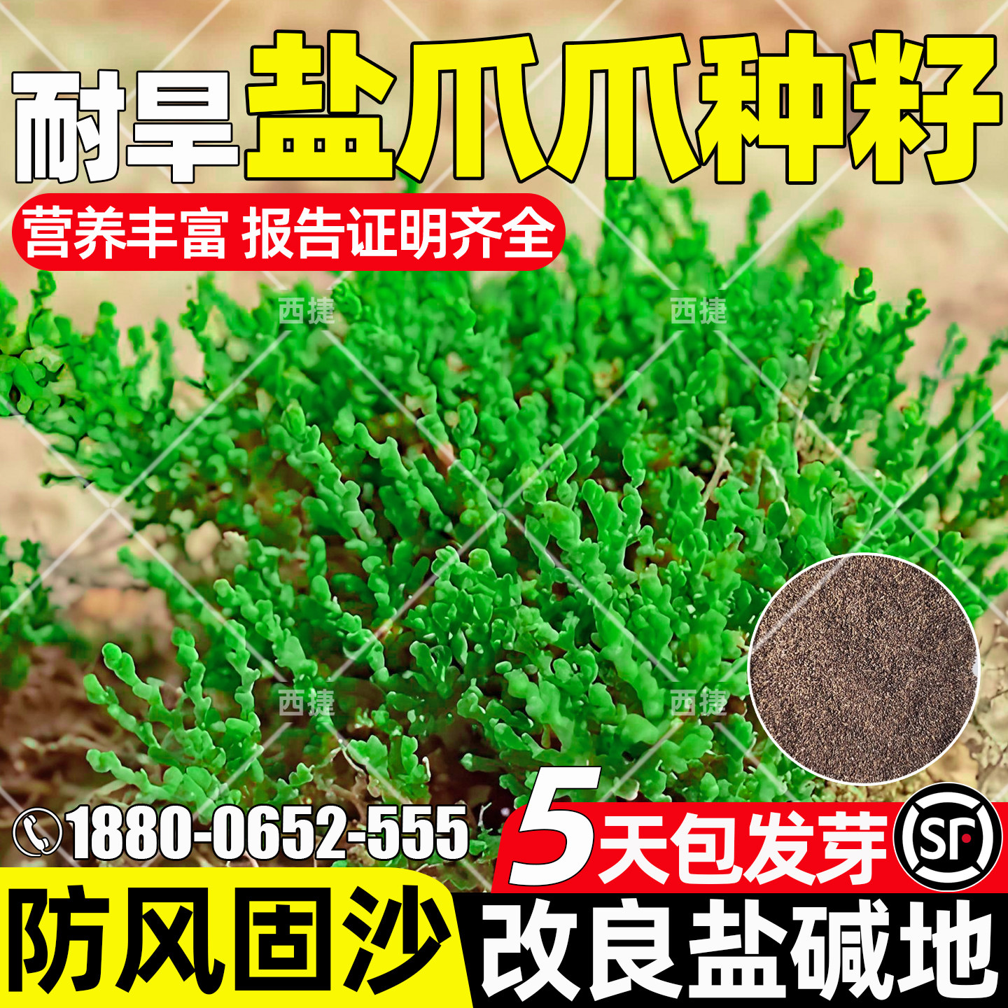 盐爪爪耐旱耐盐碱护坡固土绿化