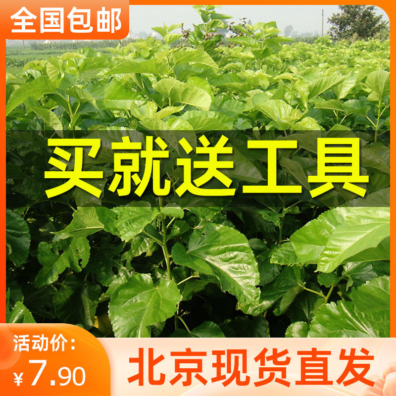 新鲜桑叶天然活体彩色蚕宝宝食物喂蚕卵养蚕套装饲料北京现摘嫩叶