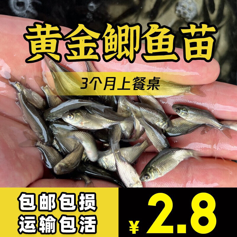 大品种黄金鲫鱼苗中科五号工程鲫湘云鲫高背淡水养殖活体大鲫鱼苗