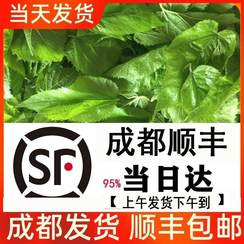 蚕宝宝成都同城顺丰包邮小大蚕新鲜桑叶结茧网养套装蚕1234龄斤蚕