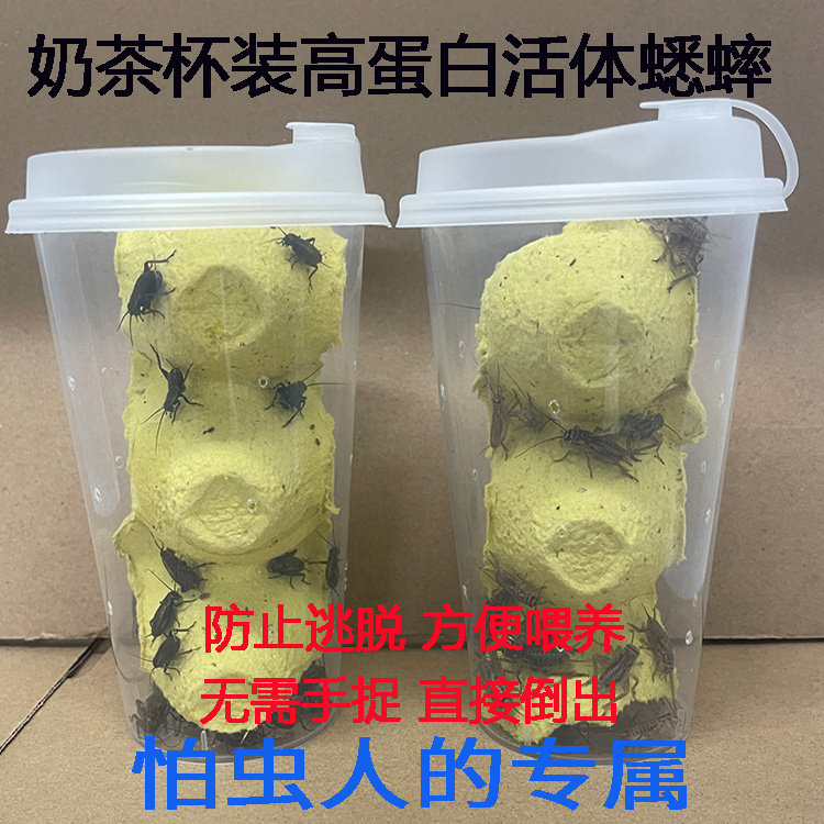 奶茶杯装无菌白蟋蟀活物爬宠饲料油葫芦蛐蛐蜥蜴守宫龟蛙营养食物图片