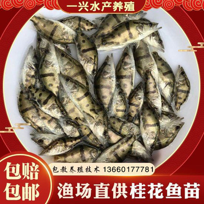 2021鳜鱼苗 桂鱼苗 桂花鱼苗淡水翘嘴鳜鱼苗肉食性路亚季花鱼贵鱼