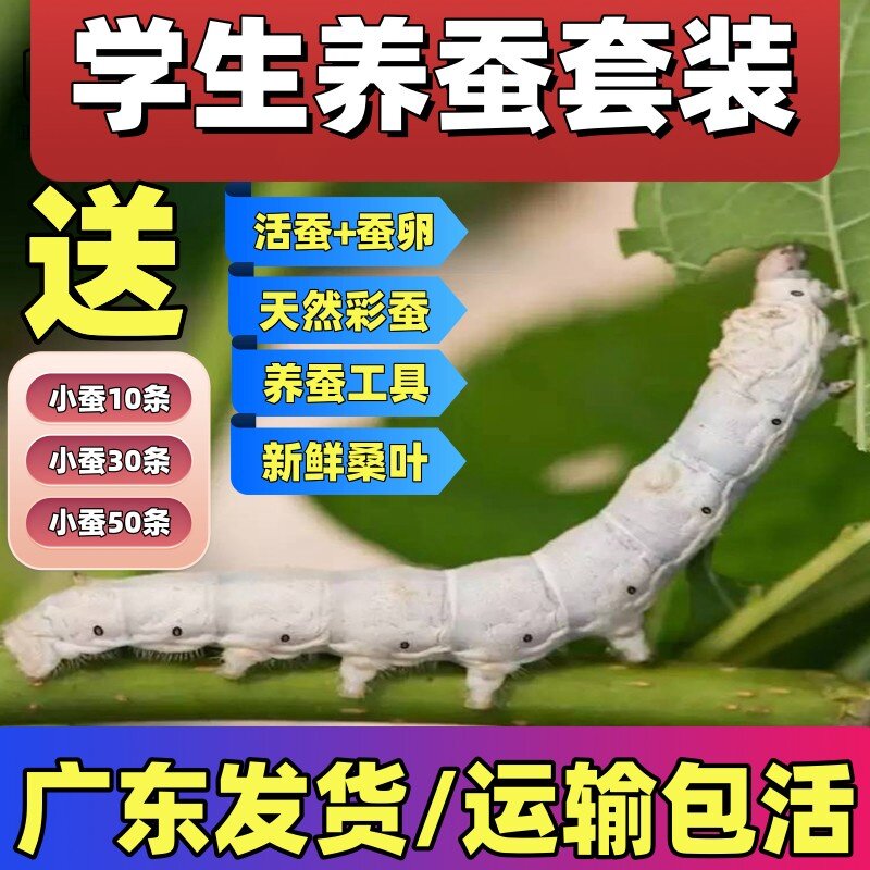 蚕宝宝活体春蚕幼虫活物蚕卵天然彩蚕儿童学生养蚕套装送新鲜桑叶