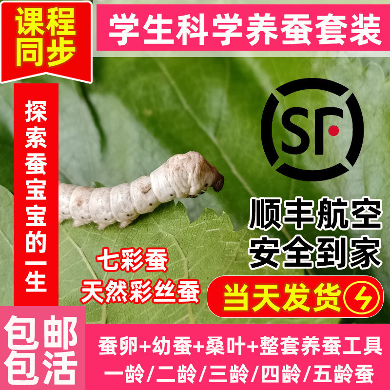 蚕宝宝学生养蚕套装活体春蚕卵籽彩色茧幼虫活物大蚕新鲜桑叶顺丰