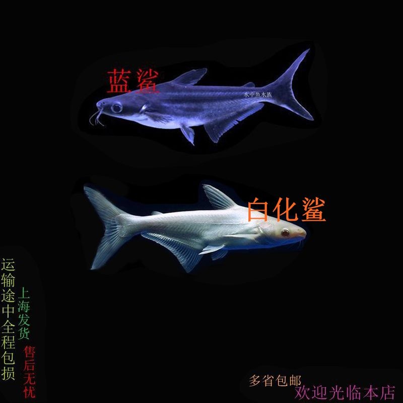 凶猛淡水鲨鱼斧头鲨蓝鲨鱼大白鲨鱼虎头鲨白化鲨热带鱼观赏鱼活体