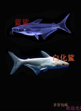 凶猛淡水鲨鱼斧头鲨蓝鲨鱼大白鲨鱼虎头鲨白化鲨热带鱼观赏鱼活体