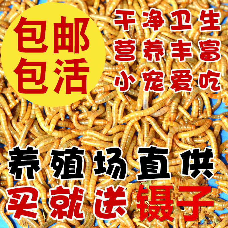 黄粉虫活虫面包虫活体大麦虫蜘蛛蜥蜴鸟银龙仓鼠零食乌龟守宫饲料