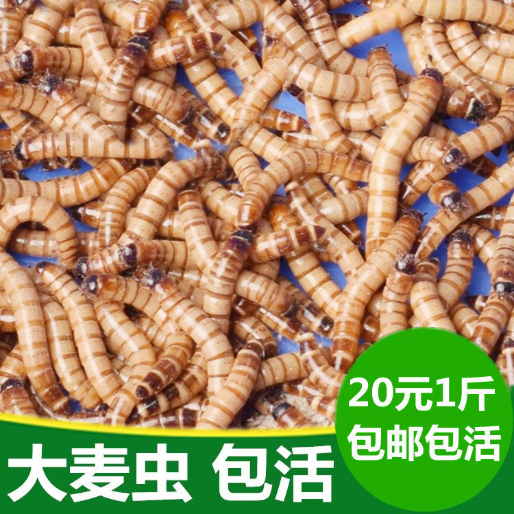 大麦虫活虫500g鲜活面包虫黄粉虫金龙鱼饲料活体八哥画眉鸟食虫子
