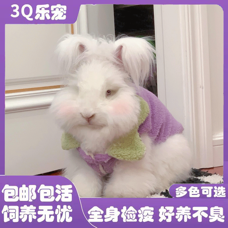 安哥拉兔子活体宠物兔大型网红长毛兔成年小兔子宿舍好养兔子幼崽
