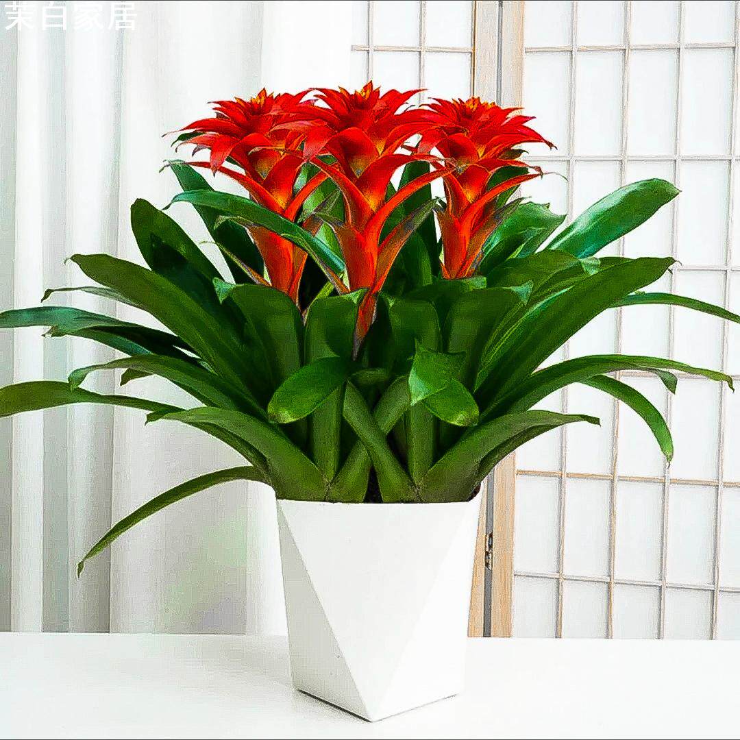 茉白家居盆栽室内水培绿植四季开花好养发财树植物红掌苗 老穗