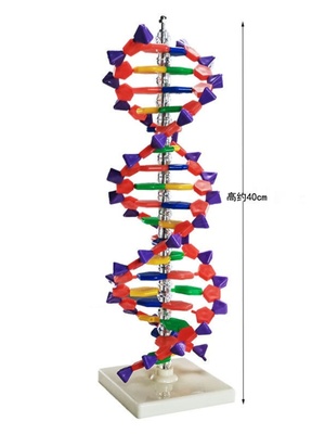 沪教DNA双螺旋结构模型高中生物遗传基因鸟嘌呤腺嘌呤胞嘧啶胸腺