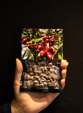 【竞拍级巴拿马产区单杯品鉴装】绝对小孩名庄手冲单品咖啡豆15g