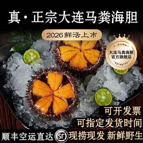 正宗大连马粪海胆鲜活刺身顺丰