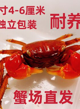 相手蟹淡水蟹观赏蟹宠物螃蟹发财蟹红螯相守蟹