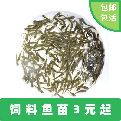 小鱼仔活鱼 小型活鱼饲料鱼苗鱼苗淡水 养殖 食用六角恐龙鱼饲料