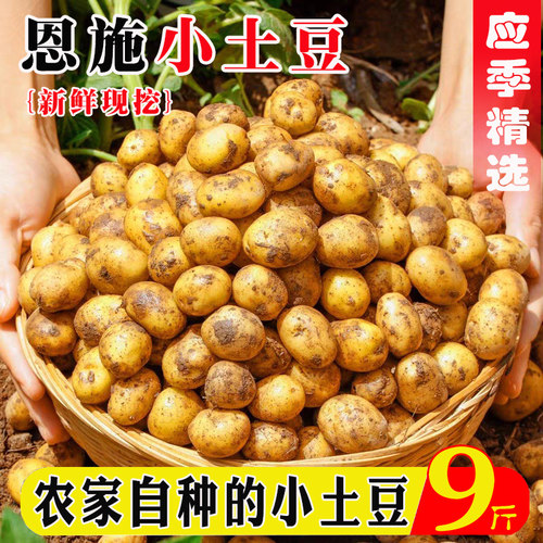 『官方推荐』恩施小土豆力荐9斤