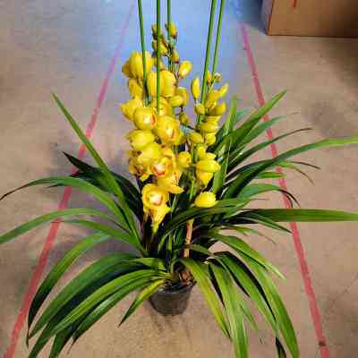 大花蕙兰盆栽带花苞四季常青绿植盆景客厅办公室桌面好养年宵花卉