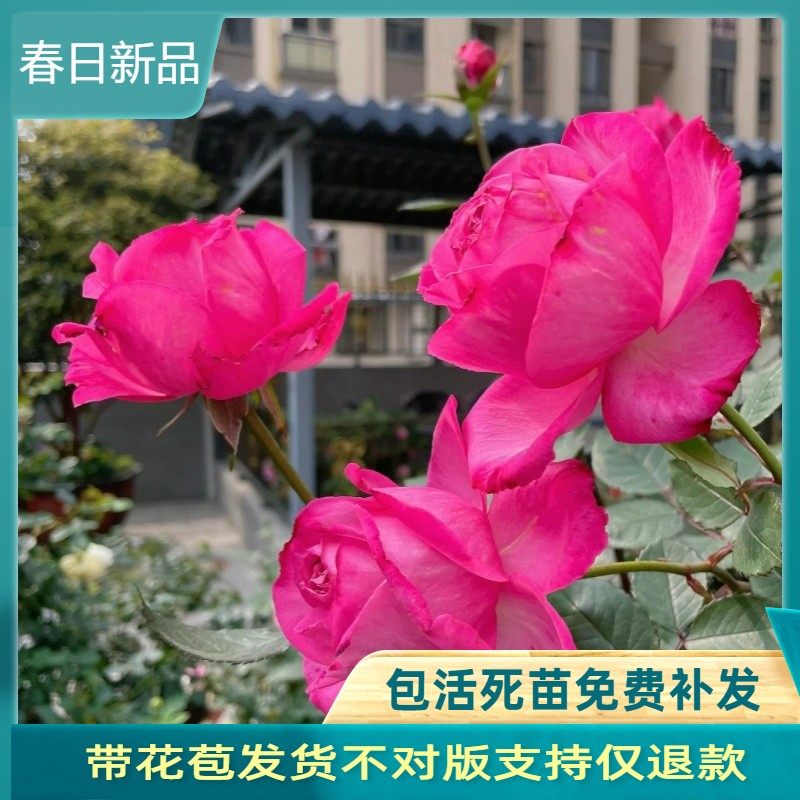 桃灼蓝天 老品种国月多季开花大花浓香抗病阳台庭院直立灌木天狼,鲜花速递/花卉仿真/绿植园艺,月季/蔷薇/玫瑰,淘宝优惠券,粉丝福利购,淘宝优惠卷