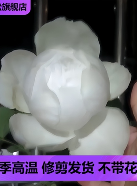 伊芙婚礼之路月季多季开大花浓香花苗纯白色玫瑰盆栽阳台观花植物