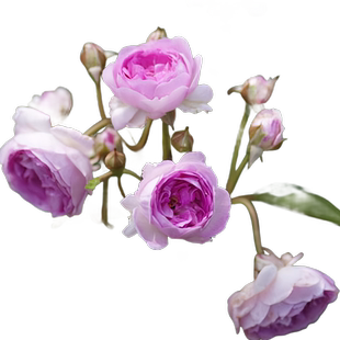 【玛姬婶婶】 麻吉婶婶 淡紫色浓香月季花苗 多头勤花 四季开花