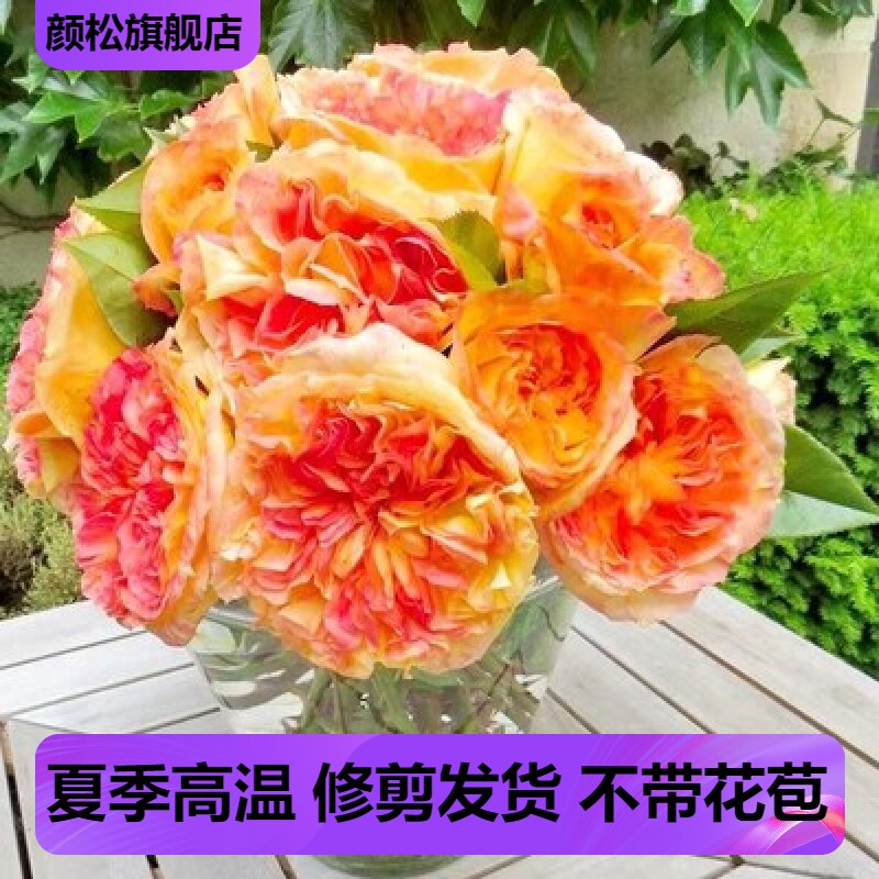戴尔巴德新品月季花苗橘子酱灌木大花浓香四季开花抗病强勤花植物