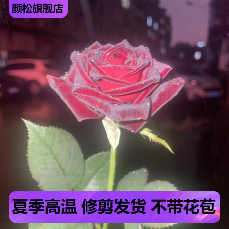 黑巴克正版月季玫瑰花苗盆栽紫黑色大花丝绒质感阳台月季花苗花卉