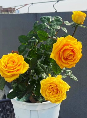 苏格兰黄油玫瑰花盆栽切花月季花苗阳台庭院金黄色大花玫瑰四季开