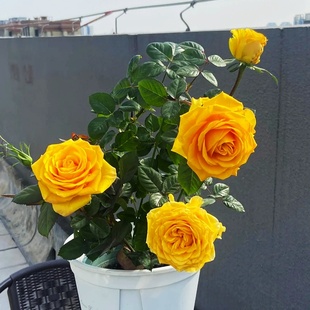 花苗阳台庭院金黄色大花玫瑰四季 苏格兰黄油玫瑰花盆栽切花月季 开